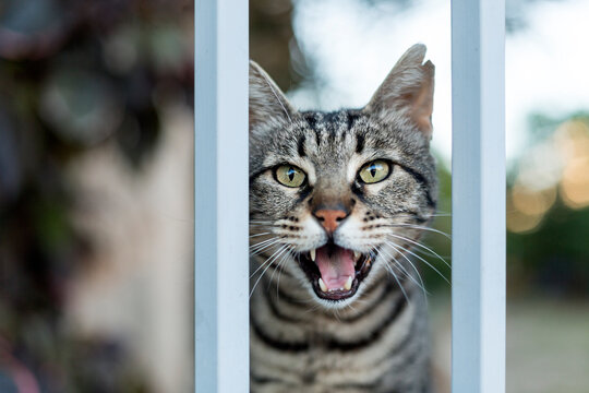 Portrait of gray meowing cat looking straight at camera
