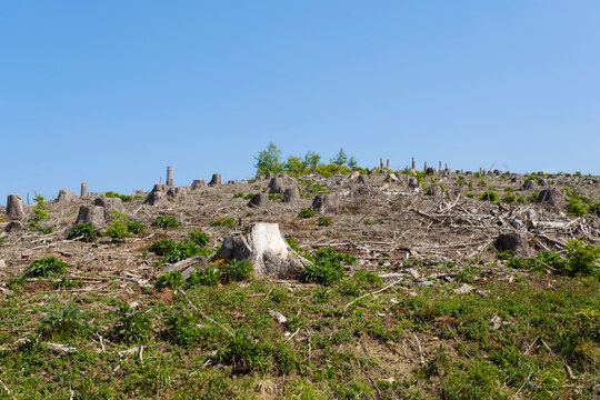 Germany, North Rhine-Westphalia, Deforested landscape in Arnsberg Forest Nature Park