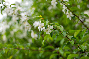Fototapeta na wymiar White jasmine flowers on green branches