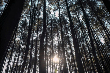 Fototapeta premium Photo of a line of pine trees at the pine forest in the morning sun