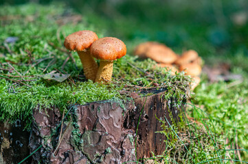 mushroom in the forest