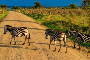 Herd of zebras crossing a road in Serengeti national park in Tanzania. Wildlife of Africa