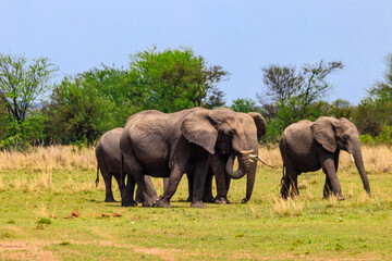 Naklejka na ściany i meble Herd of african elephants in savanna in Serengeti National park in Tanzania