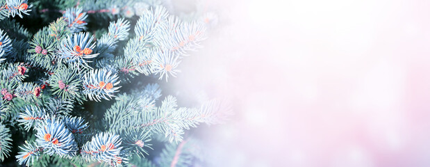 Horizontal Christmas background with branch of fir tree