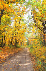 Calm fall season. Beautiful landscape with road in autumn forest. Maples trees with yellow and orange leaves