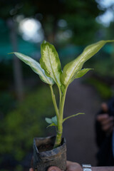 A young Indian man encouraging towards plantation. ''selective focus