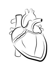 Human Heart vector isolated. Muscular organ, heart.