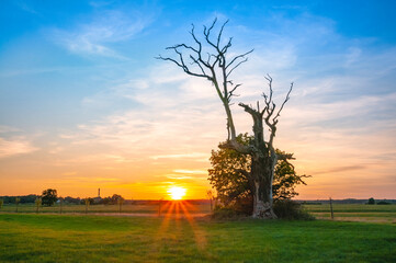Dęby rogalińskie © Darek Bednarek