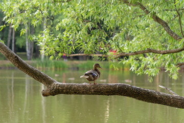 Ducks sit among the branches on a tree above the water, summer evening