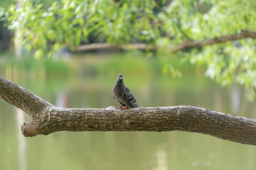 A lone dove sits on a tree above the water, summer evening