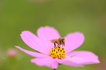 蜜蜂の仕事