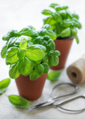Young fresh basil in pots.
