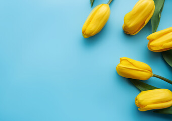 Beautiful yellow tulips on a blue background