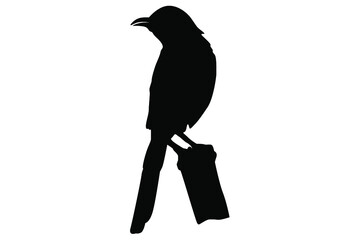 perching bird silhouette vector