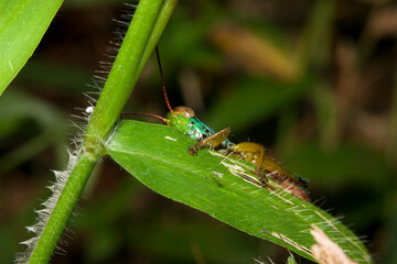 a green grasshopper on a branch seen from the side