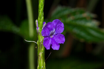 small purple flower in the forest on a dark background