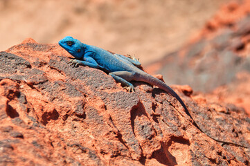 Male Sinai Agama, Petra, Jordan