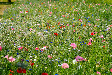Blumenwiese Sommer Grün Natur Sommerblumen Freiheit Bienen Grün Pflanzen Mohn