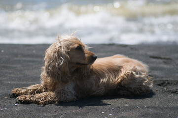 dog on the beach