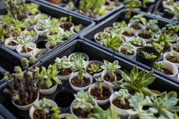 Lots of potted succulent plants