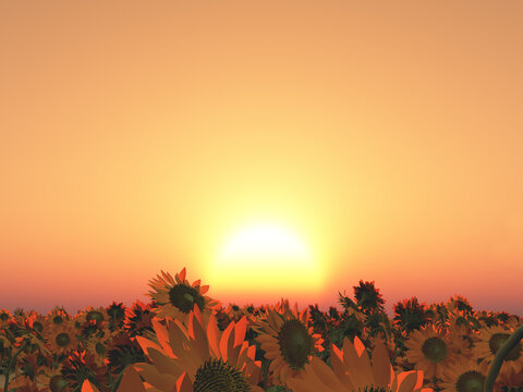Sonnenuntergang über einem Sonnenblumenfeld