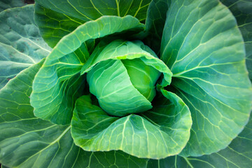 Fresh green cabbage, vegetarian food, natural background.