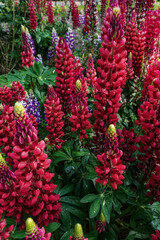 vertical close-up view of red and purple Lupine Russell flowers in full bloom