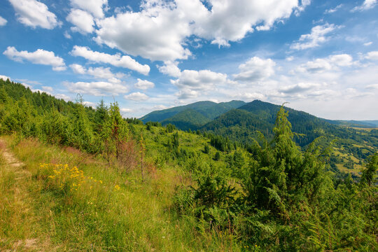 carpathian countryside landscape at high noon. beautiful summer mountain scenery on a sunny day. forested hills and grassy meadows beneath a blue sky with cumulus clouds