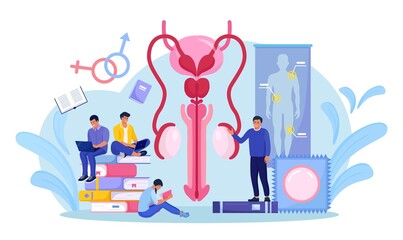 People are studying sex education. Human biology and anatomy lesson. Sexual health lesson for young people. Contraception and male reproductive system. Body internal organ. Sexuality and gender