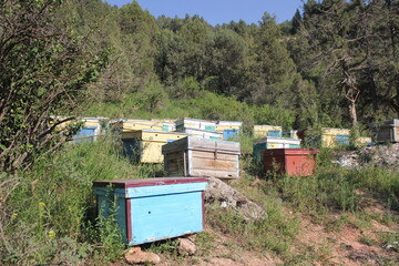 Bees at old hive entrance. Bees returning from honey collection.