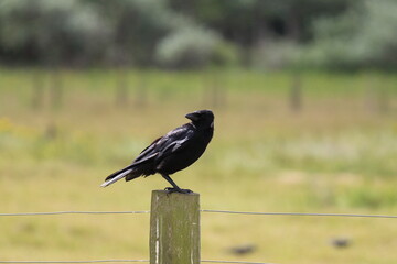 A black raven bird located at the Pine Woods in Formby. The woods is home to much wildlife and animals.