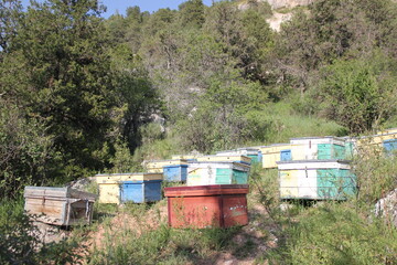 Bees at old hive entrance. Bees returning from honey collection.