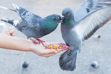 Pigeon eating from woman hand on the park,feeding pigeons in the park at the day time