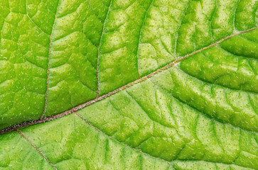 Green potato leaf close up. Macrophotography. Copy space.