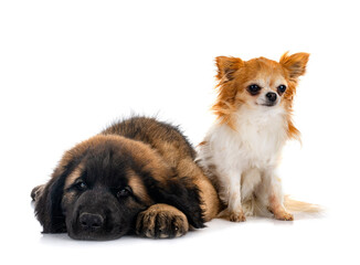 puppy Leonberger and chihuahua in studio