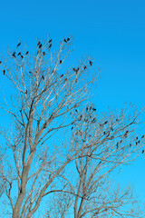 Flock of black crows (Corvus corone) on the tree