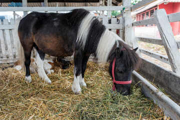 Beautiful pony horse in ranch barn