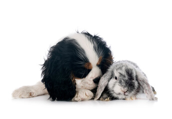 mini lop and dog