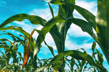 Zea mays or maize crop sprouts in field, low angle view