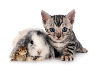 mini lop, chick and bengal kitten