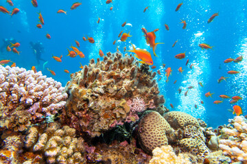 Fototapeta na wymiar Colorful, picturesque coral reef at the bottom of tropical sea, hard corals and exotic fishes anthias, underwater landscape