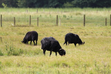 A herd of black sheep which are grazing in a field. This field is located close to Formby Pine Woods and Beach. These sheep have large horns attached to their head.