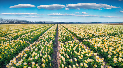 White tulip flowers on the field of farm in Espel village Splendid spring scene of Netherlands...