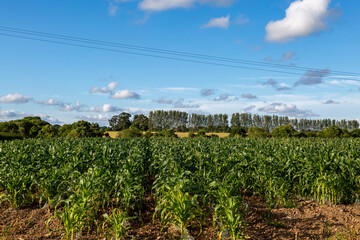 A field of corn growing in rural Sussex in summer