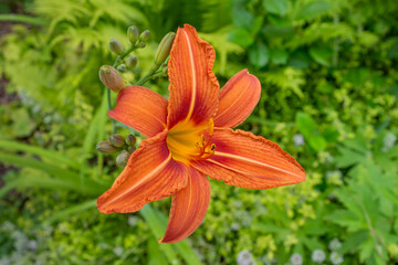 Yellow-orange bud of the inflorescence of an ornamental perennial plant Hemerocallis on  background of green foliage in the park.Photo for catalog of plants. Garden center or plant nursery. Close-up.