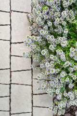 Lush purple-white inflorescences of a ground cover ornamental perennial plant Thymus serpyllum on paving slabs. Photo for catalog of plants. Garden center or plant nursery. Close-up.