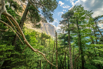 Views of the great cliffs among the forest n the Ordesa and Monte Perdido National Park.