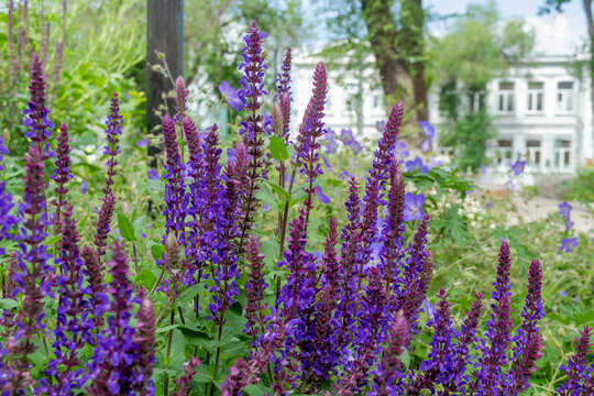 Violet-purple inflorescences of an ornamental perennial Salvia nemorosa plant against a background of green foliage in a park. Photo for catalog of plants. Garden center or plant nursery. Close-up.