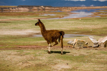 Wild amimals. Lamas alpacas in the field of Bolivia. Wildlife of Altiplano, South America