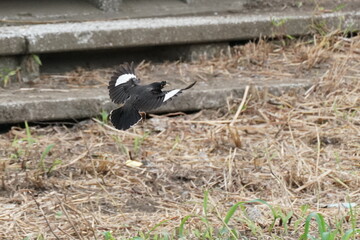 crested myna in a park